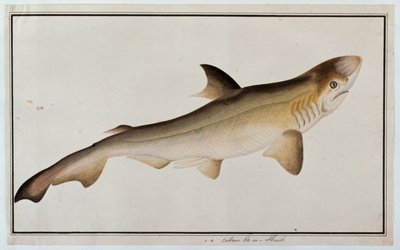 Shark, Eekan Ee-oo, from Drawings of Fishes from Malacca, c.1805-18 by Chinese School